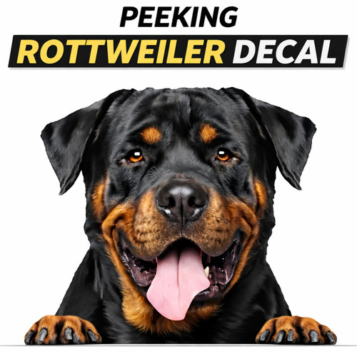 Funny peeking rottweiler dog - peeking,