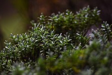 Vintage PENTACON 135mm f/2.8 Lens, M42 Mount, Made in GDR