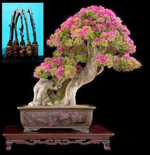 5 Green Bougainvillea Tree