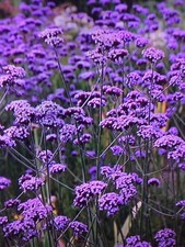 Verbena Bonariensis plant in 13cm pot approx. Purple Perennial,....