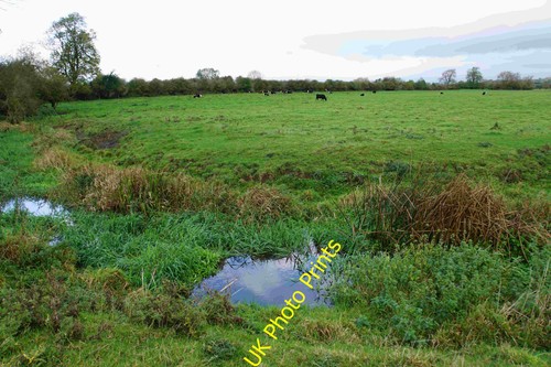 Photo cattle the - a3,