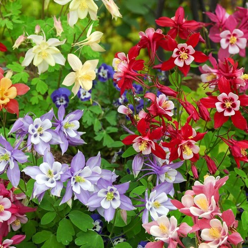 Aquilegia plants caerulea - t&m,