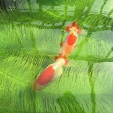 Flexible Koi Fish Hatching