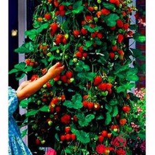 Red climbing strawberry viable - climbing,