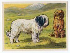 Tibetan Terrier 1952 Dog Art Print Austria Tobacco Company Kamerad Hund Card