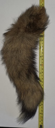 Fox tail taxidermy - tail,