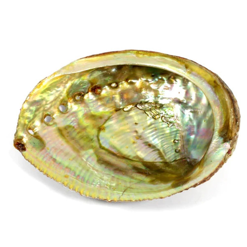 Abalone shell 10cm - abalone,