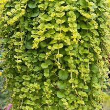 LYSIMACHIA Creeping Jenny x36