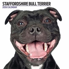 Staffordshire Bull Terrier