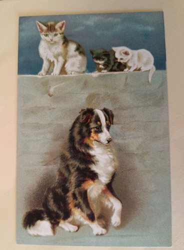 Beautiful cat dog postcard - dog,
