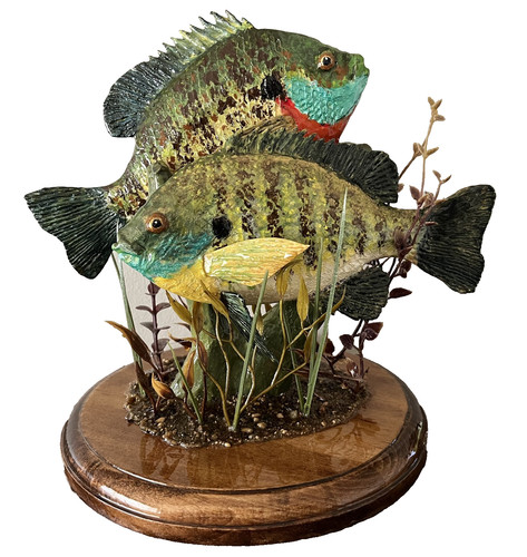 Blue gills male and female - and,