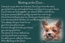 Yorkie Yorkshire Terrier Pet