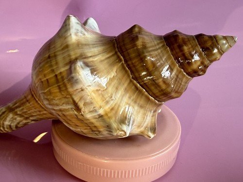 Natural sea snail - natural,