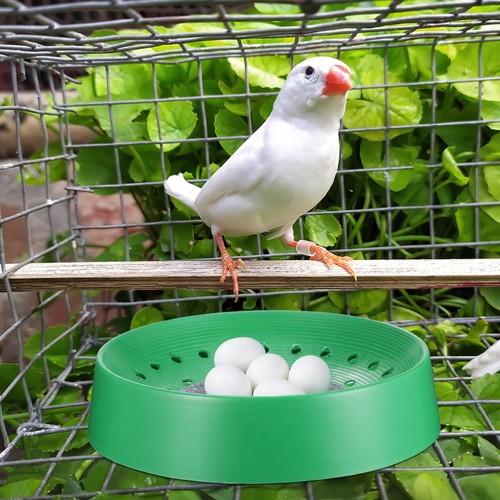 Pcs breathable nest - 10, pigeon