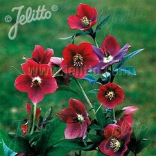 Hellebore Single Red ‘Red