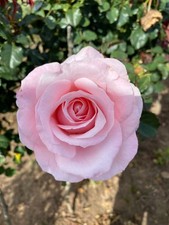 DEAR CHARLOTTE - Fragrant Pink