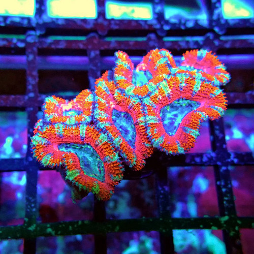 Wysiwyg acan lord coral frag - wysiwyg,