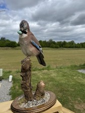 Eurasian Jay Taxidermy Mount