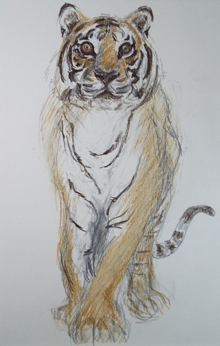 Pencil drawing tiger - pencil, 'tiger'