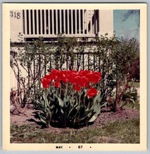 Vtg Color Snapshot Red Emperor