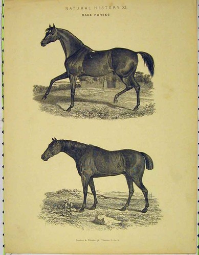 Original old antique print - old,