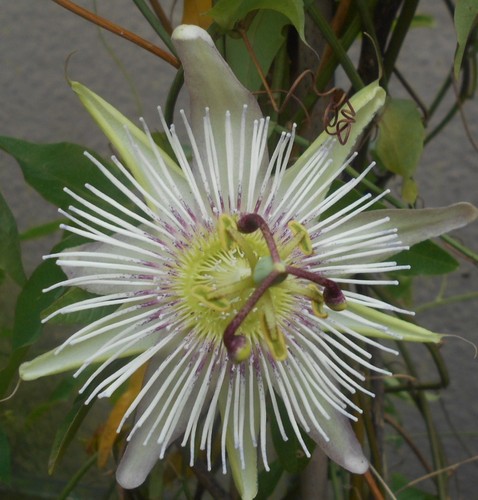 Young passion flower - a,