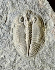 FINE ORDOVICIAN TRILOBITE - Ogygiocarella debuchiiI - SHROPSHIRE. UK