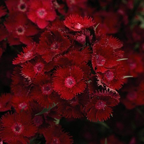 Dianthus rocking red - dianthus,
