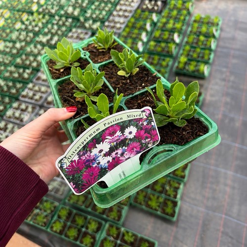 Osteospermum mixed bedding - osteospermum,
