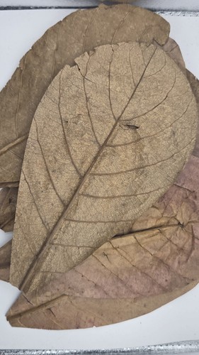 Indian almond leaves - xl,