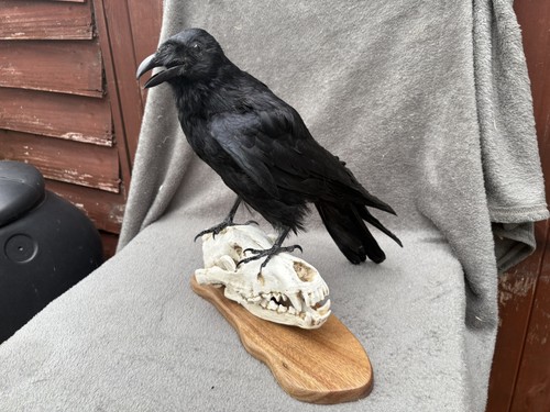 Taxidedermy crow corvus - crow,