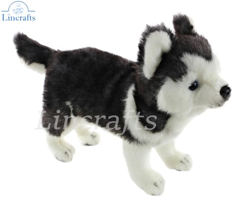 Hansa husky pup - hansa, 6970