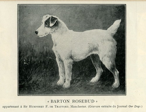 Wire haired fox terrier - wire,