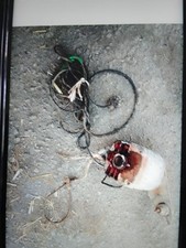 Lister Sheep Shearing Machine