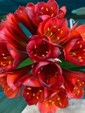 Clivia miniata RED seeds. UK