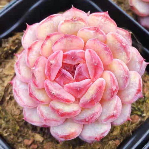 10x echeveria hani - 10x, new