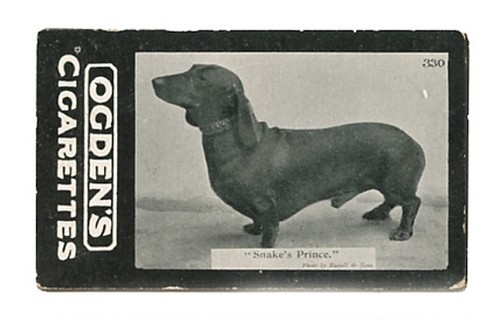Dachshund smooth german daxi - smooth,