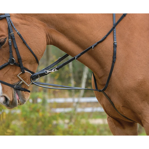 Shires avignon german - shires,