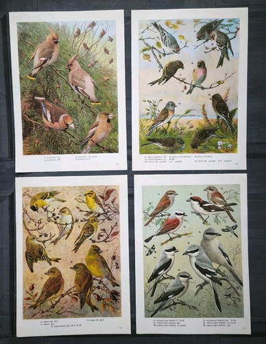 Vintage british wild birds - vintage,