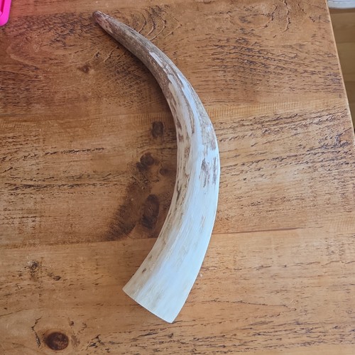 Bull horn taxidermy stick - taxidermy,