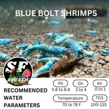 Blue bolts caridina - 10(+1),