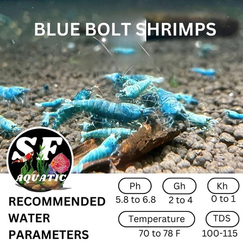 Blue bolts caridina - 10(+1),
