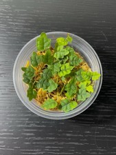 Ficus quercifolia oak leaf - –,