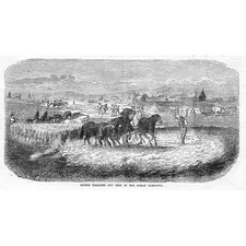 ITALY Horses Treading out Corn