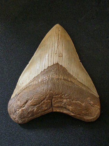 Megalodon shark tooth - shark,