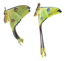 Argema mittrei Papered