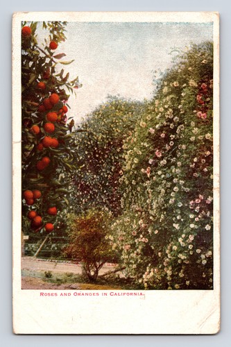 Roses and oranges orchard - and,