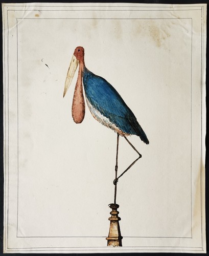 Maribou stork victorian - stork,
