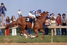 Secretariat 1973 Triple Crown Winner 4x6 Picture Celebrity Print