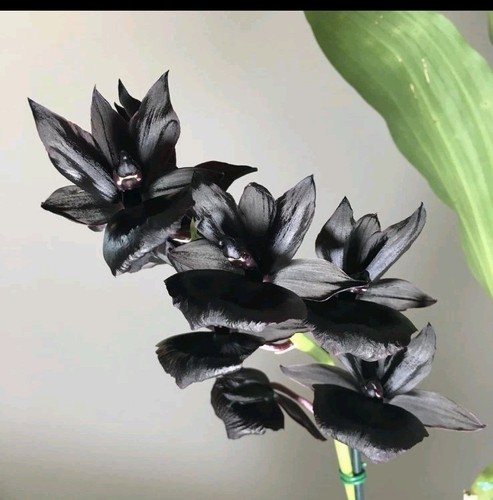 Rare catasetum monnierara - rare,